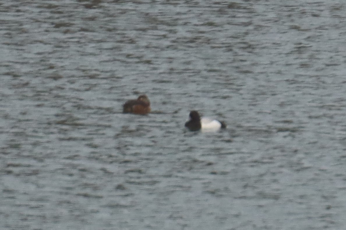 Greater/Lesser Scaup - ML435511291