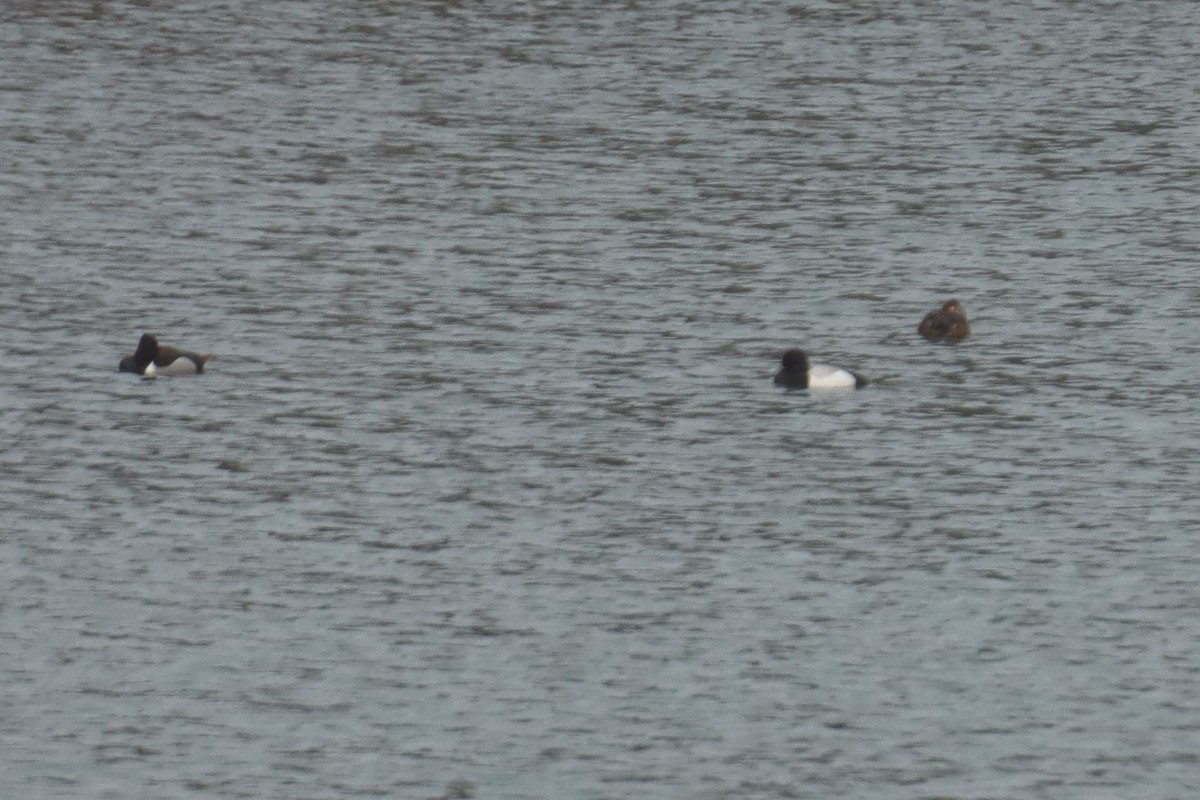Greater/Lesser Scaup - ML435511411