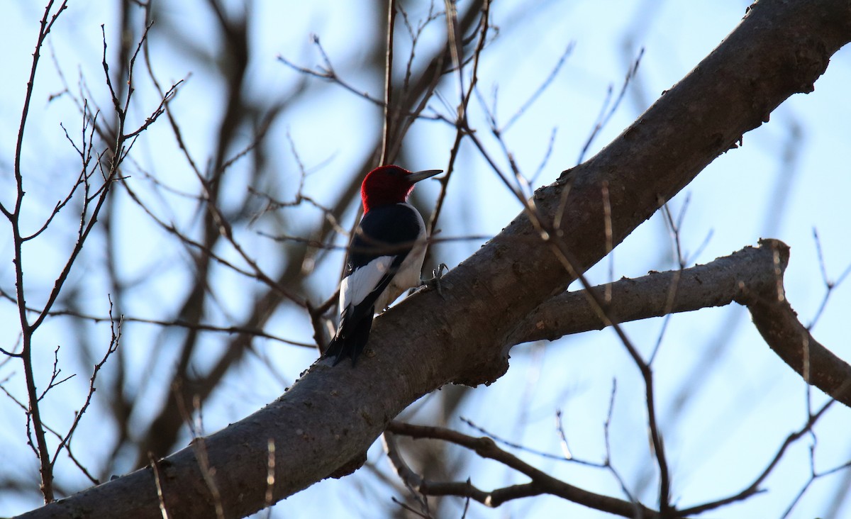 Red-headed Woodpecker - Oscar Wilhelmy