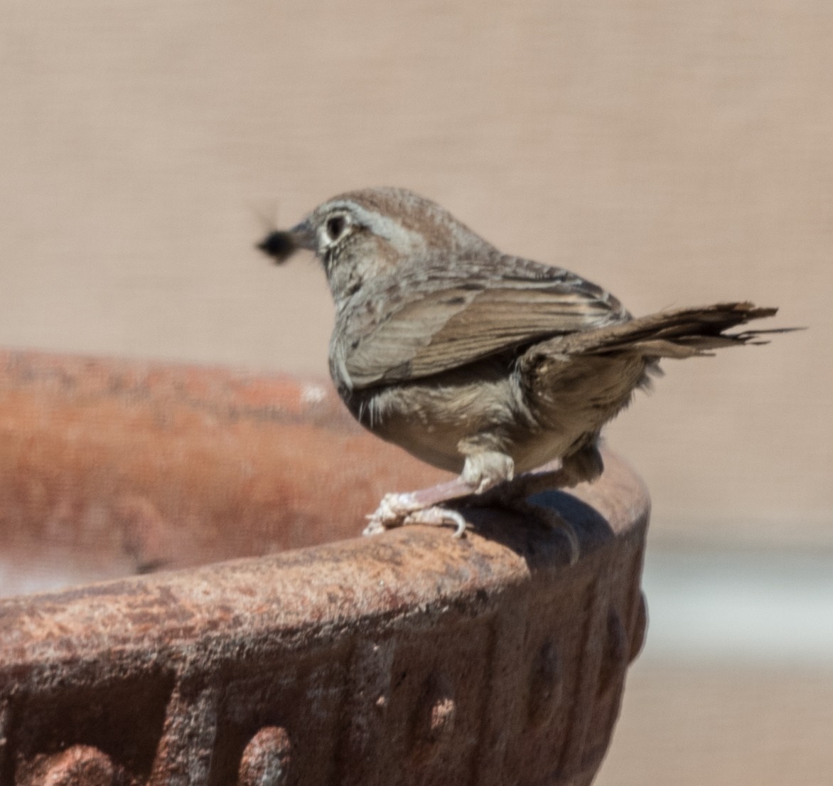 Rufous-crowned Sparrow - Lee Bush
