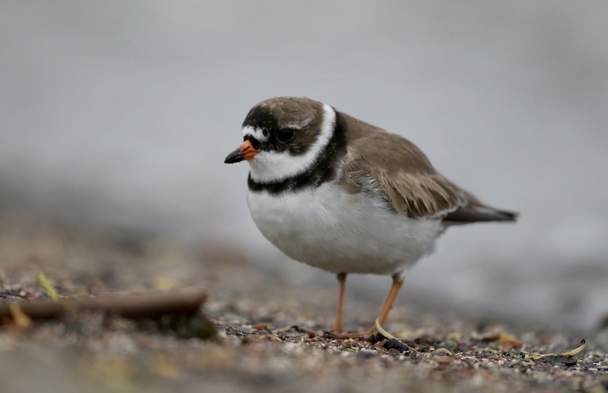 Semipalmated Plover - ML43552221