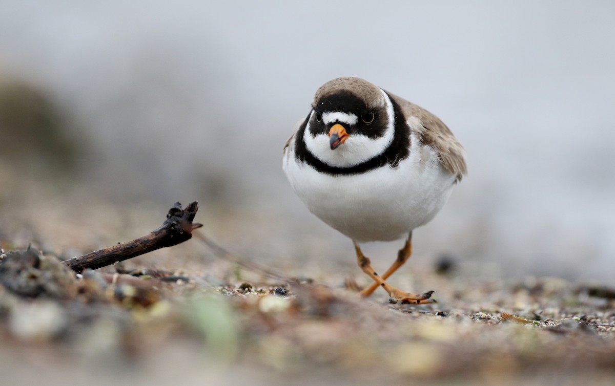 Semipalmated Plover - ML43552231