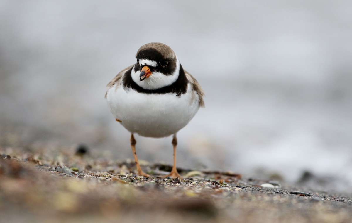 Semipalmated Plover - ML43552241