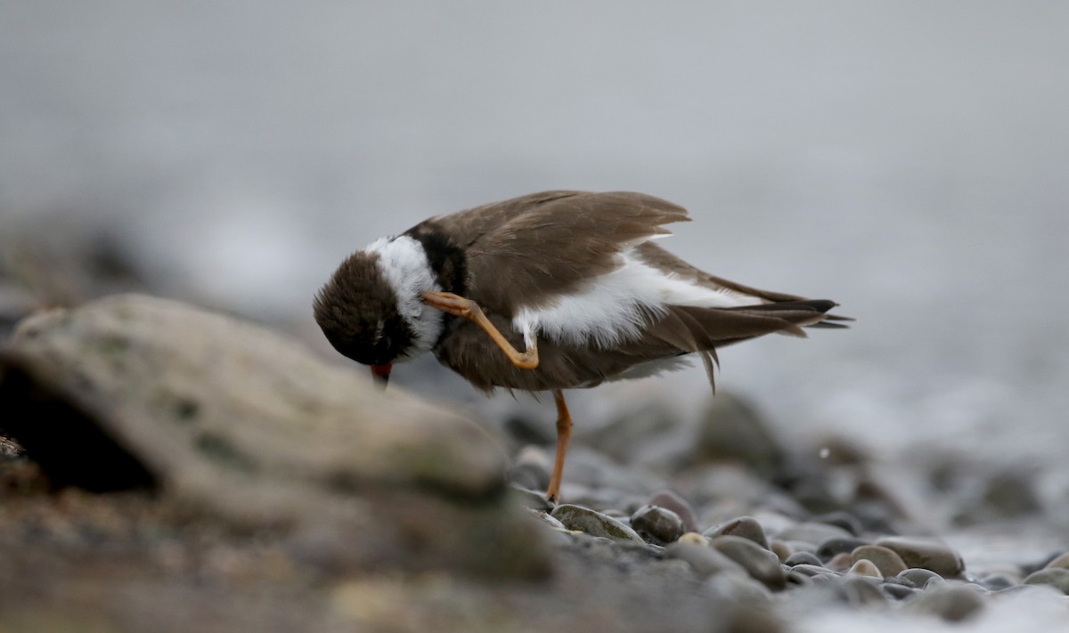 Semipalmated Plover - ML43552251