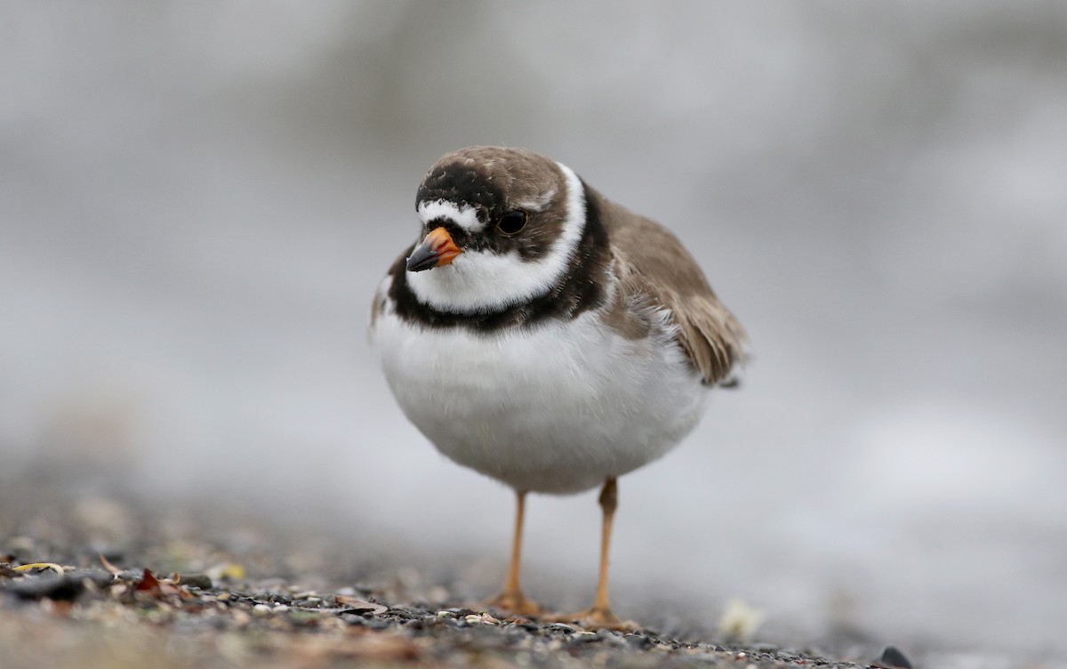 Semipalmated Plover - ML43552261