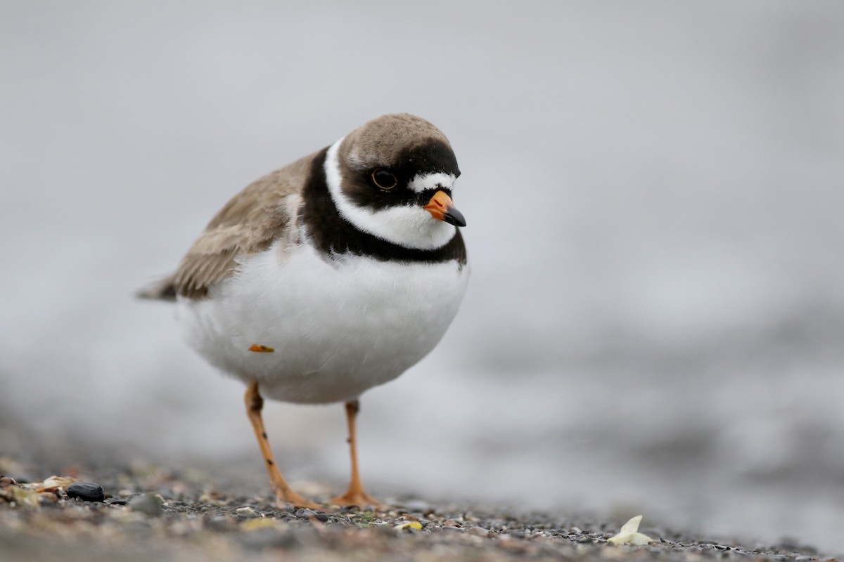 Semipalmated Plover - ML43552271