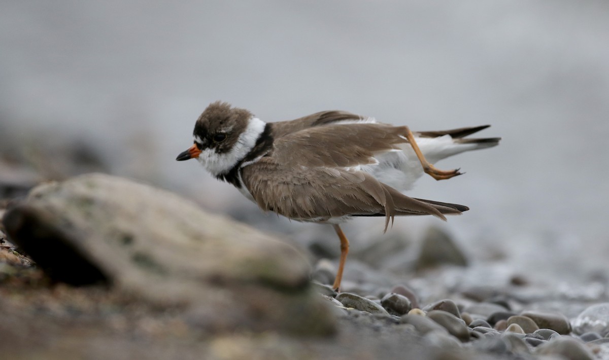 Semipalmated Plover - ML43552291