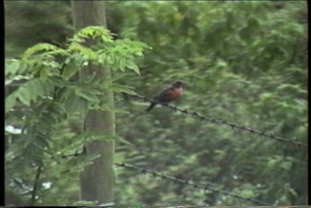 Red-breasted Meadowlark - ML435523