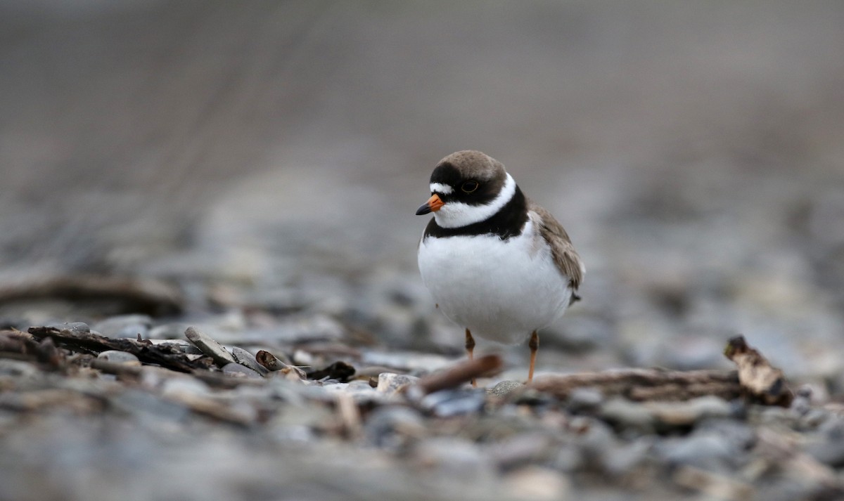 Semipalmated Plover - ML43552371
