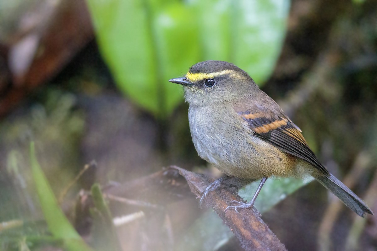 Golden-browed Chat-Tyrant - ML435524571