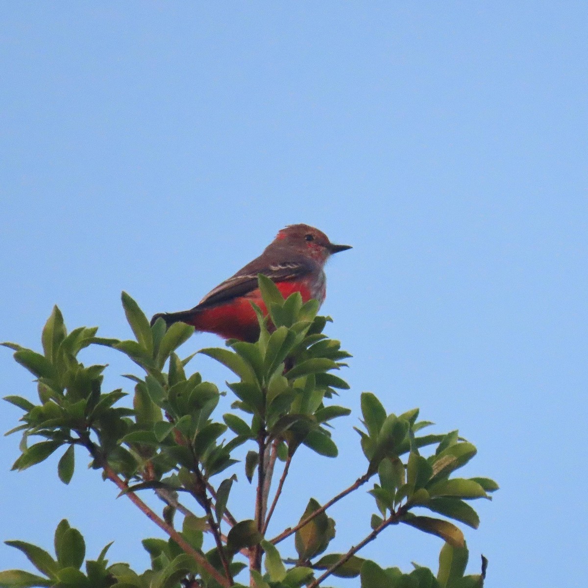 Vermilion Flycatcher - Fernando Pocho Cabral / Birding Iguazu
