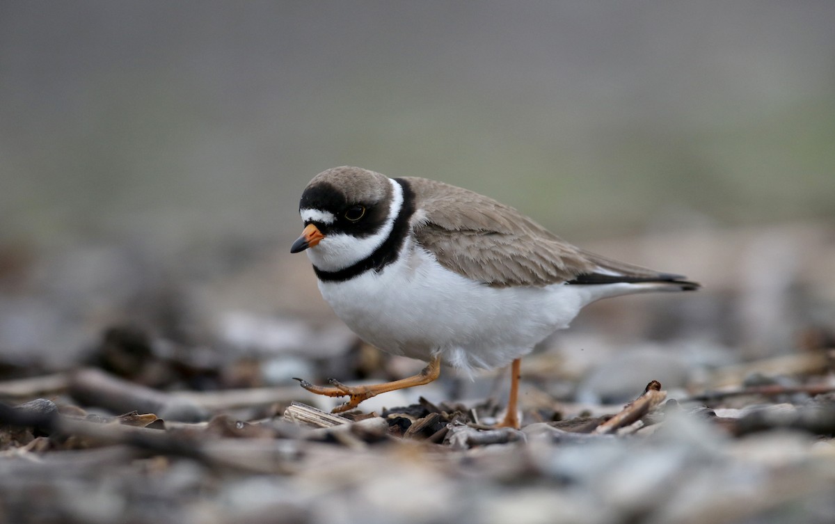 Semipalmated Plover - ML43552461