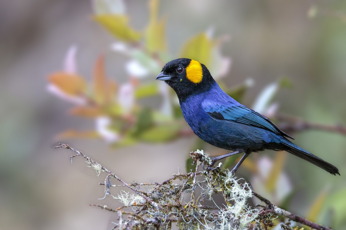 Yellow-scarfed Tanager - ML435524871