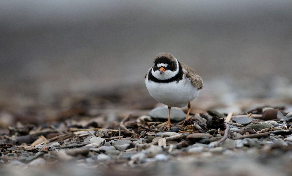 Semipalmated Plover - ML43552491