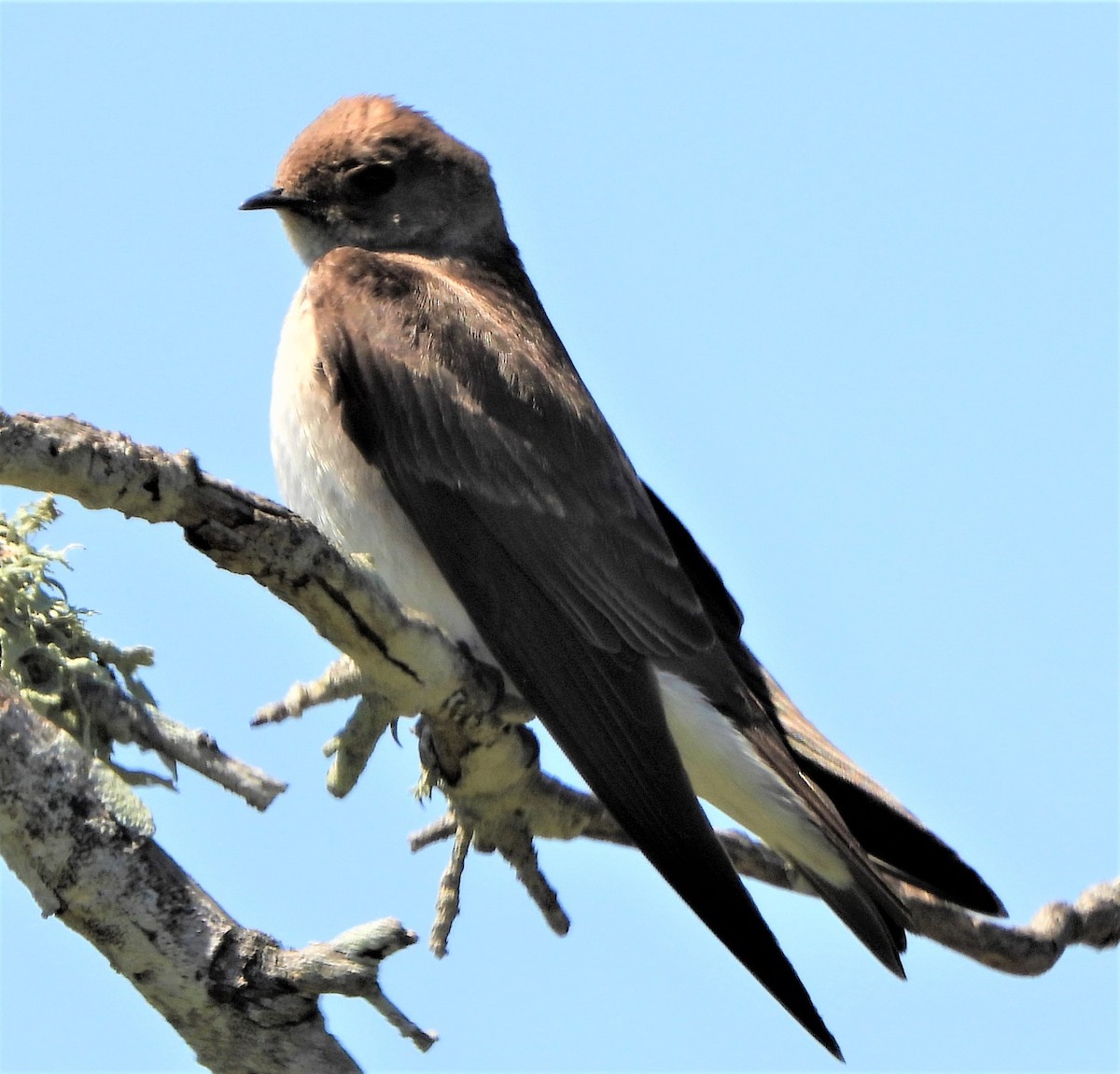 Northern Rough-winged Swallow - ML435529051