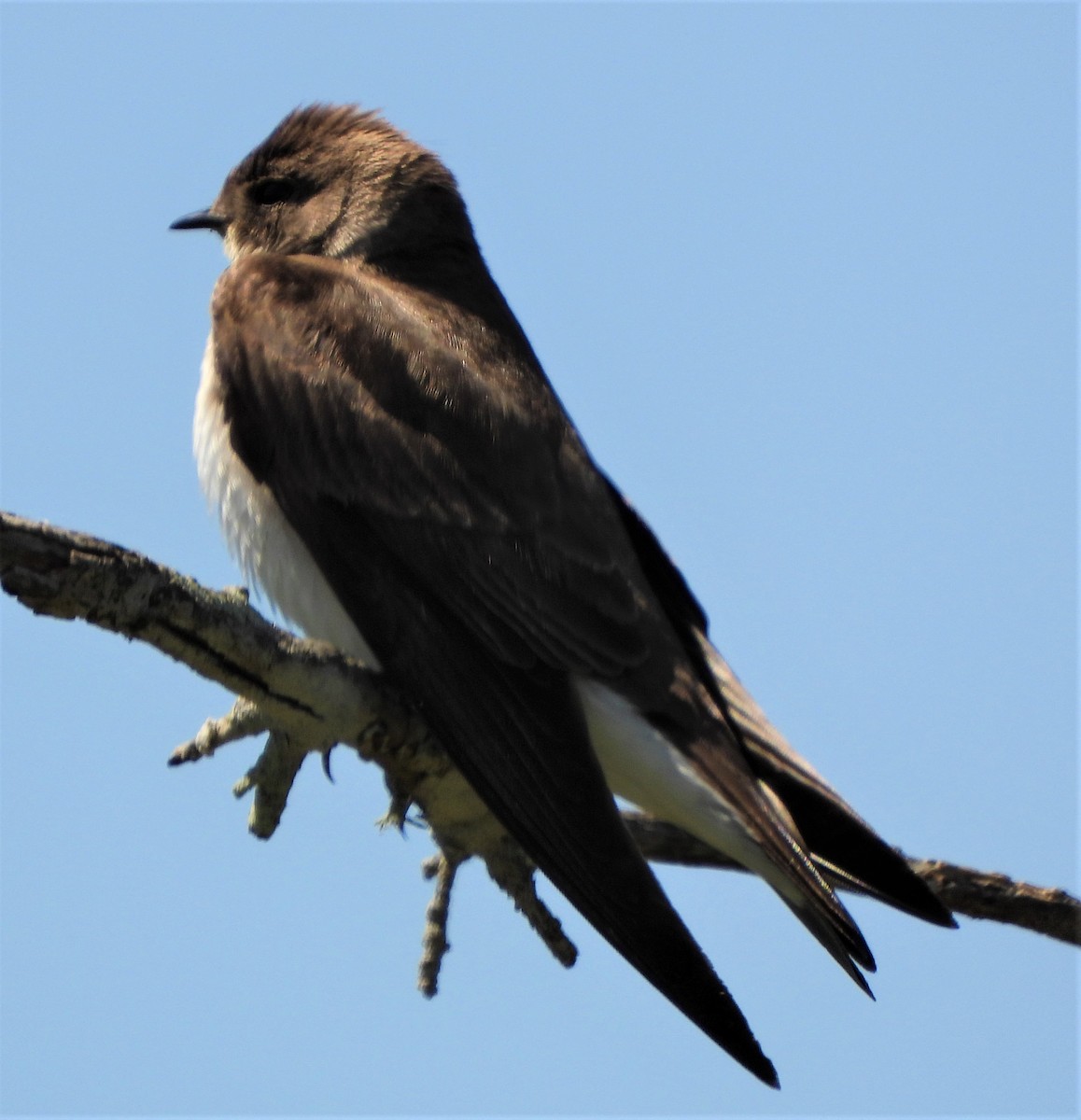 Northern Rough-winged Swallow - ML435529061
