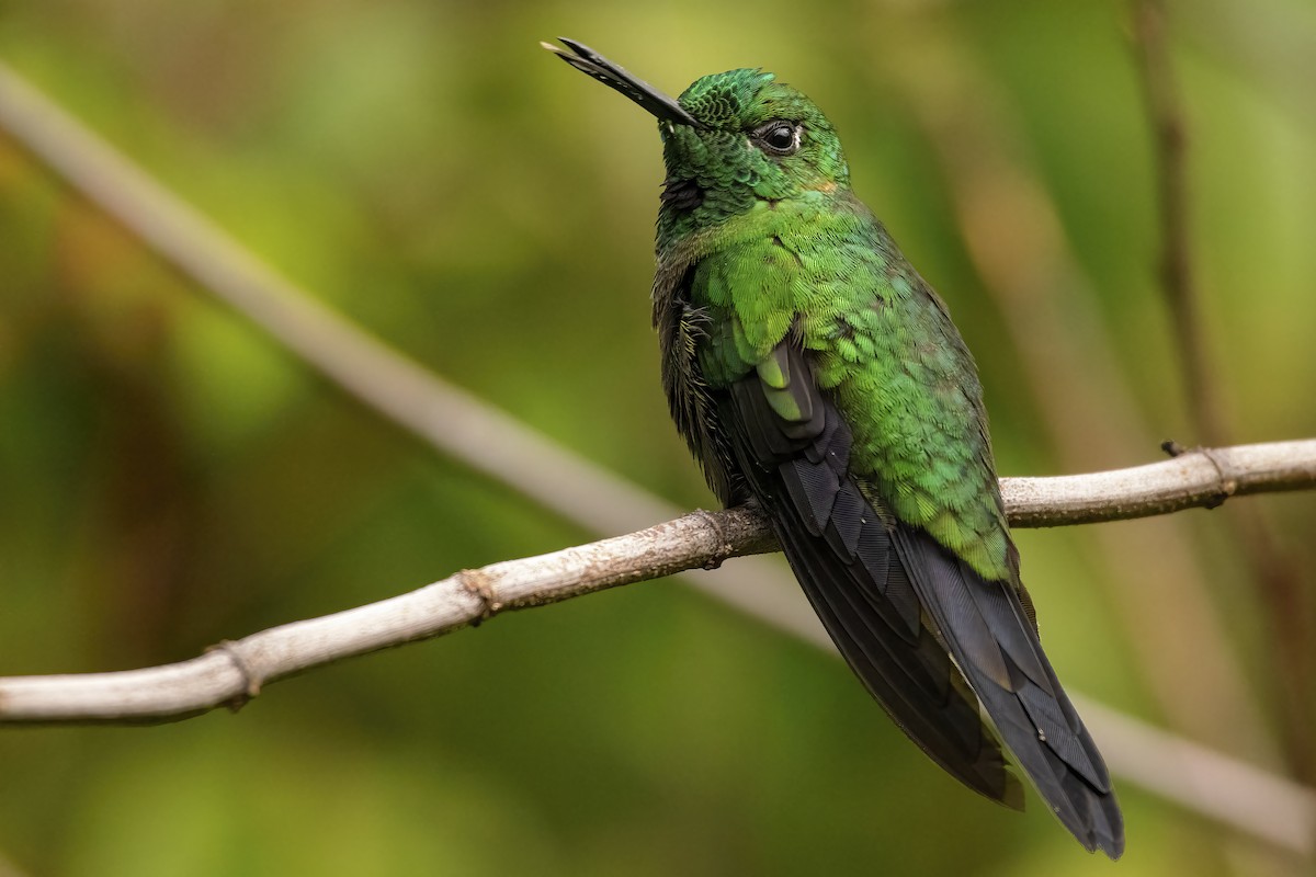 Green-crowned Brilliant - ML435537611