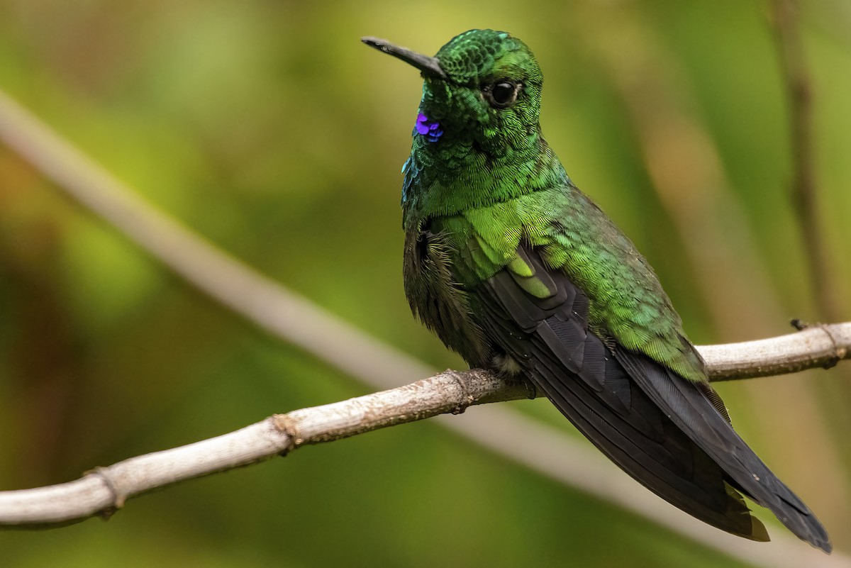 Green-crowned Brilliant - ML435539261