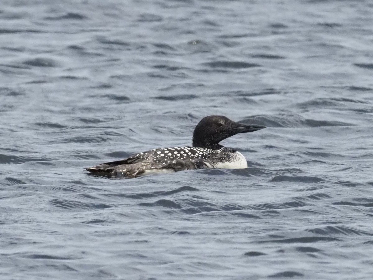 Common Loon - Yve Morrell