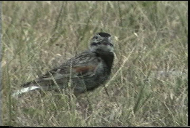 Thick-billed Longspur - ML435540