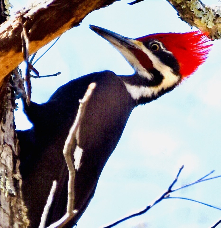 Pileated Woodpecker - ML435540611