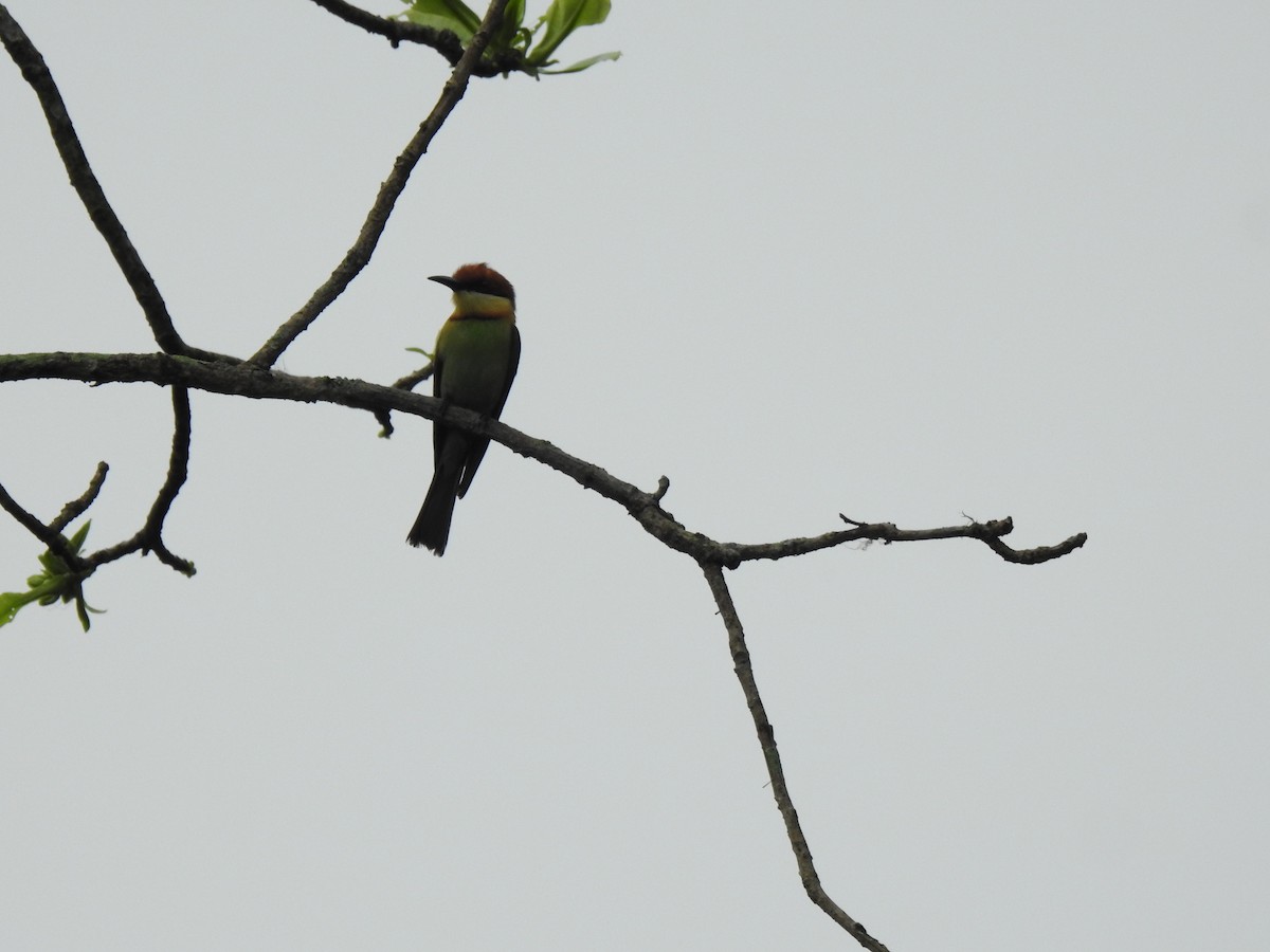 Chestnut-headed Bee-eater - ML435542821