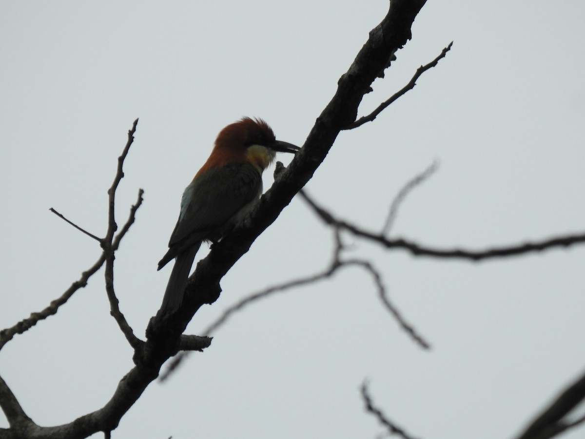 Chestnut-headed Bee-eater - ML435542831
