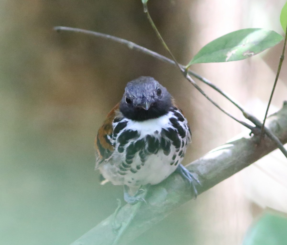 Spotted Antbird - ML43554301