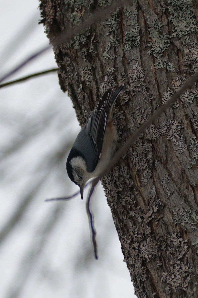 White-breasted Nuthatch - ML435544581