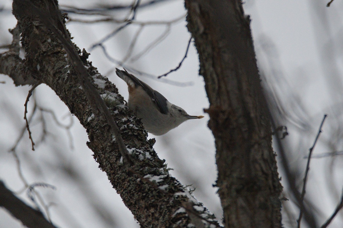 White-breasted Nuthatch - ML435545411