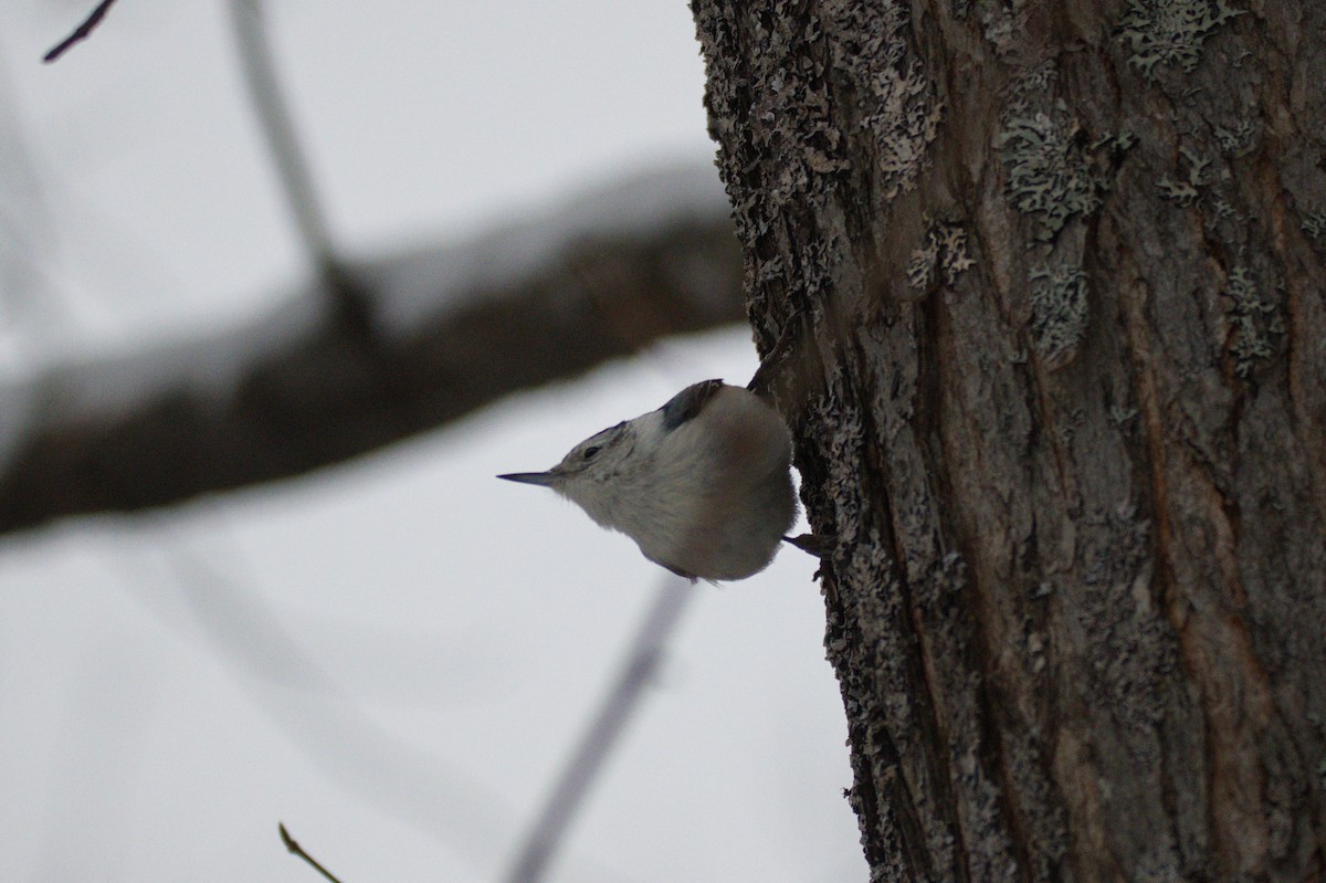 White-breasted Nuthatch - Leslie Correia