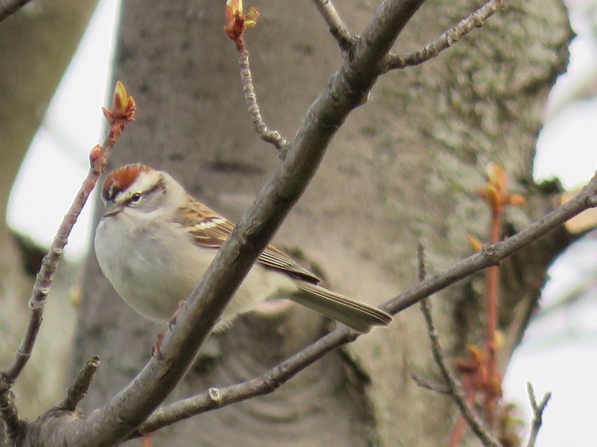 Chipping Sparrow - ML435547811