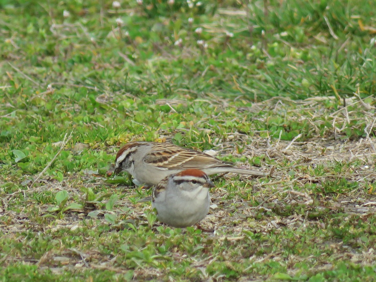 Chipping Sparrow - ML435548171