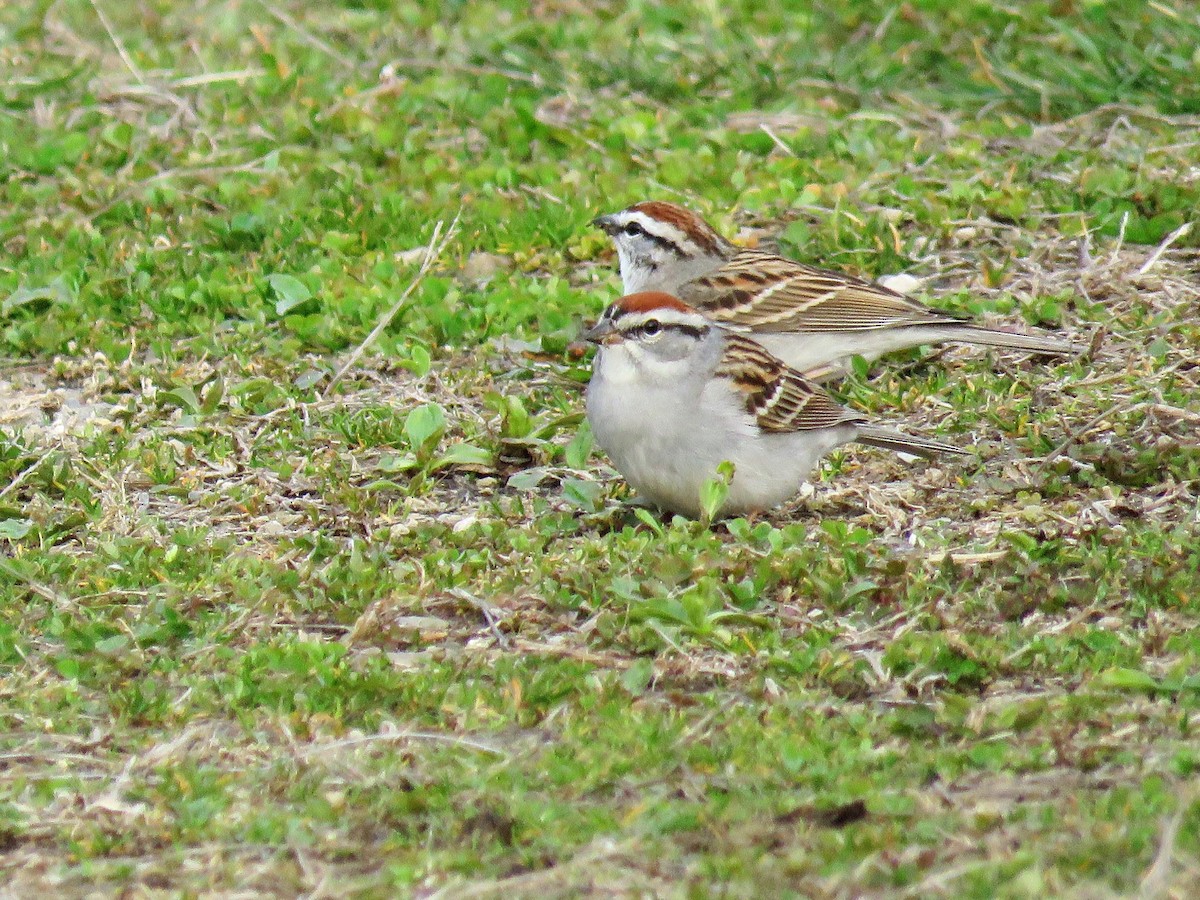 Chipping Sparrow - ML435549391