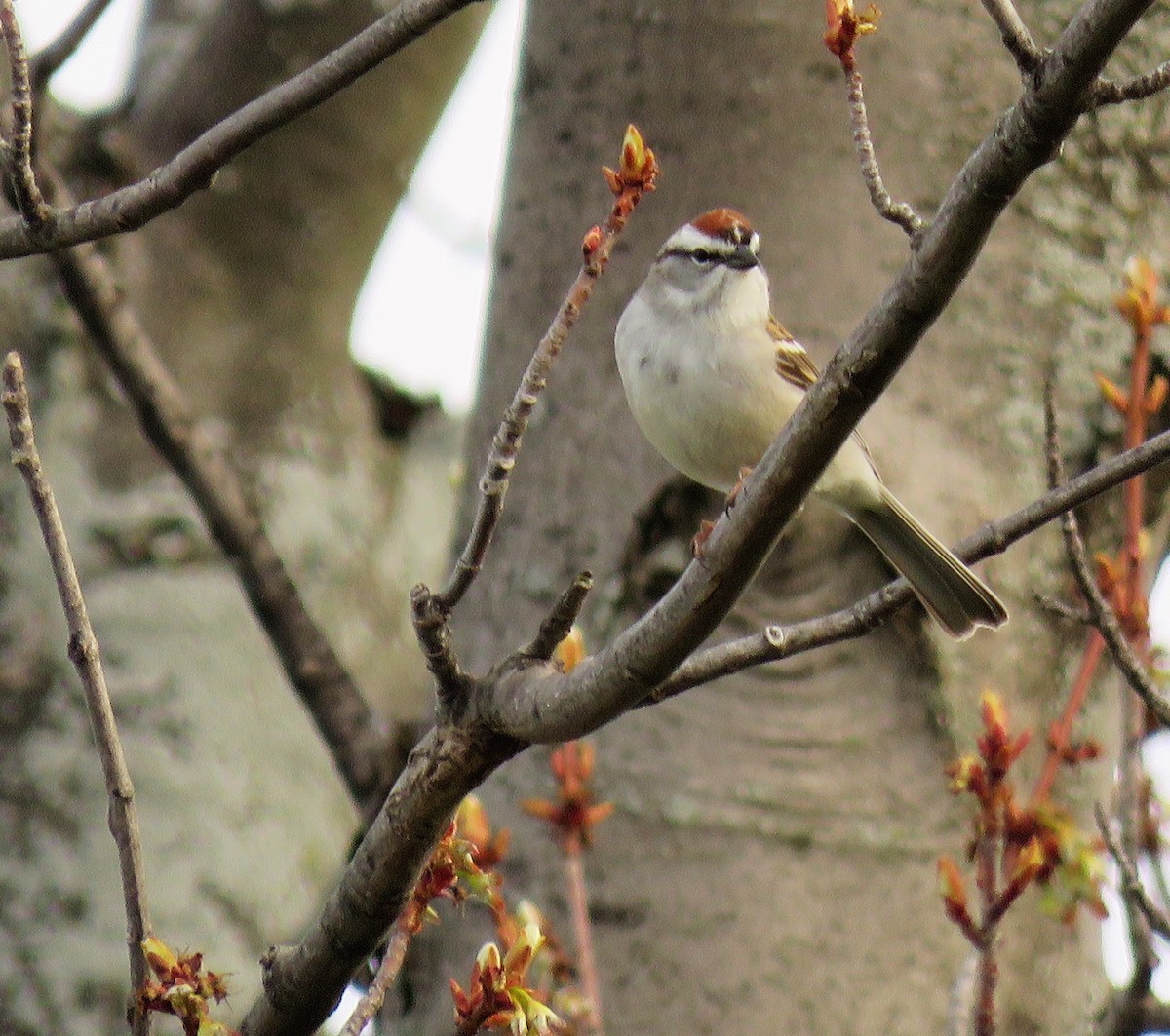 Chipping Sparrow - ML435549531