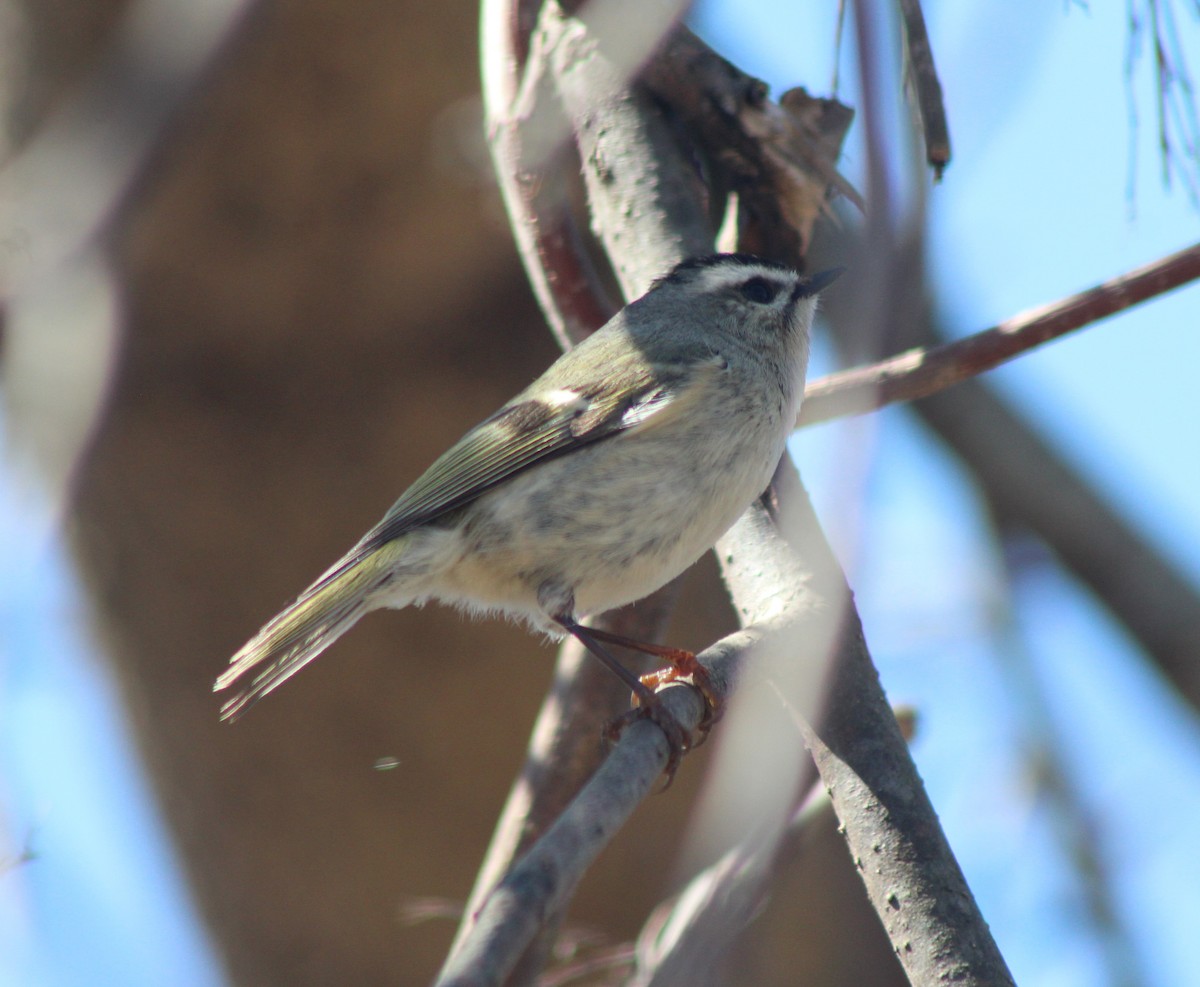Golden-crowned Kinglet - Wendy Smith