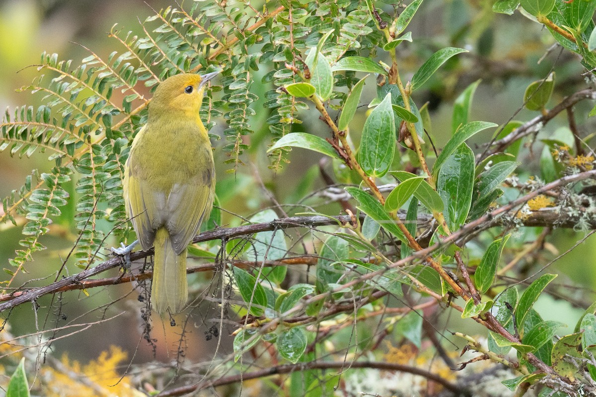 Rust-and-yellow Tanager - Ben  Lucking