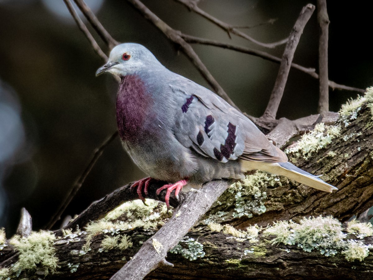 Maroonchested Ground Dove Paraclaravis mondetoura Birds of the World