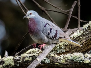  - Maroon-chested Ground Dove