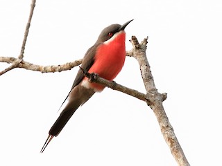  - Rosy Bee-eater