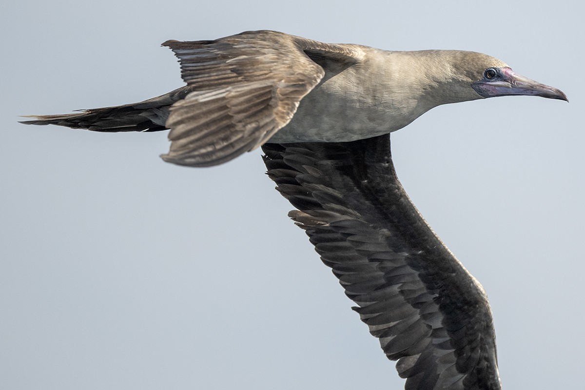 Red-footed Booby - ML435562291