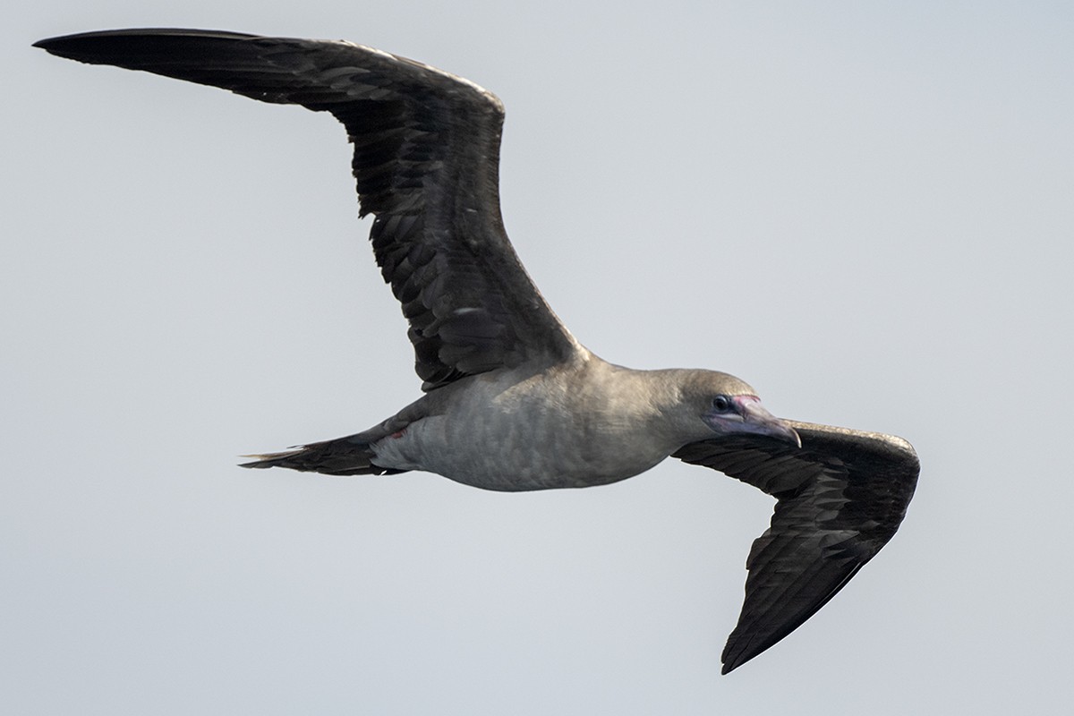 Red-footed Booby - ML435562301