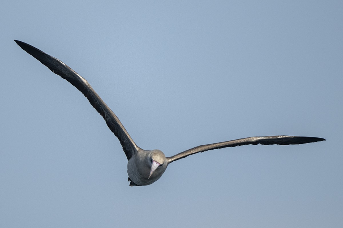 Red-footed Booby - ML435562331