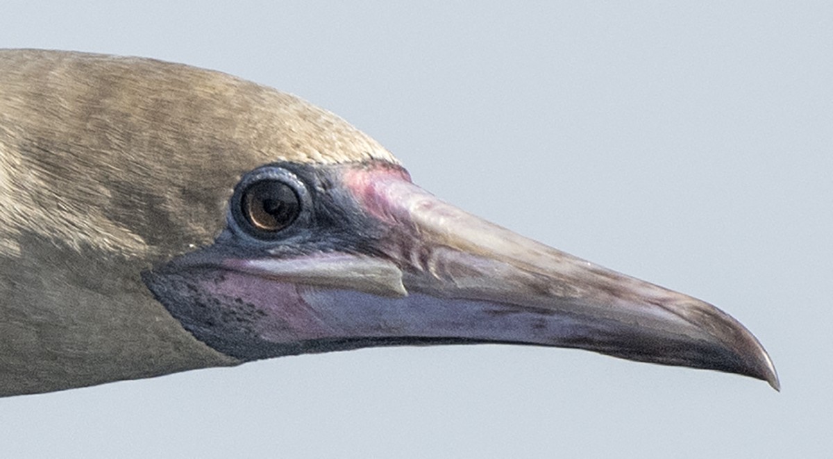 Red-footed Booby - ML435562351
