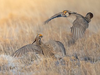  - Lesser Prairie-Chicken