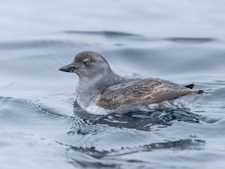  - Cassin's Auklet