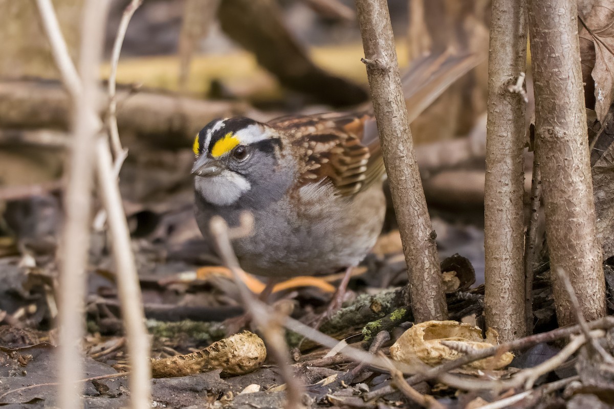 White-throated Sparrow - ML435565741