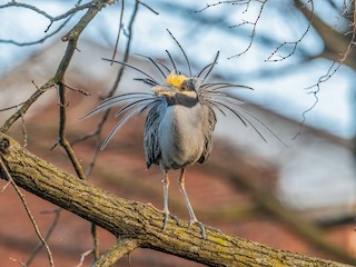  - Yellow-crowned Night Heron