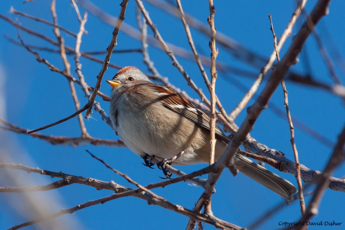 American Tree Sparrow - ML43557271