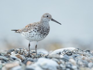  - Great Knot